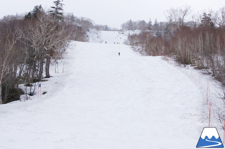 札幌国際スキー場 積雪豊富☆明日の営業最終日も、ほぼ全面滑走可能です!!